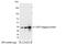 Glutathione S-Transferase Alpha 1 antibody, 18844, QED Bioscience, Western Blot image 