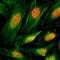 Histone Cluster 4 H4 antibody, M14495-12, Boster Biological Technology, Immunocytochemistry image 