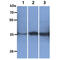 Glutamic-Oxaloacetic Transaminase 2 antibody, GTX57618, GeneTex, Western Blot image 