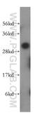 Pyridoxamine 5'-Phosphate Oxidase antibody, 15552-1-AP, Proteintech Group, Western Blot image 