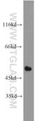 Interferon regulatory factor 9 antibody, 14167-1-AP, Proteintech Group, Western Blot image 