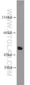 Interferon Regulatory Factor 9 antibody, 14167-1-AP, Proteintech Group, Western Blot image 