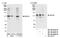 DEAD-Box Helicase 24 antibody, NB100-2226, Novus Biologicals, Western Blot image 