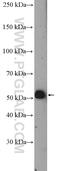 WD Repeat Domain, Phosphoinositide Interacting 2 antibody, 15432-1-AP, Proteintech Group, Western Blot image 