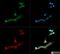 Cytochrome P450 Family 19 Subfamily A Member 1 antibody, NB100-1596, Novus Biologicals, Immunofluorescence image 