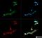 Cytochrome P450 19A1 antibody, NB100-1596, Novus Biologicals, Immunofluorescence image 