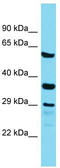 IQ Motif Containing C antibody, TA337361, Origene, Western Blot image 