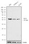 Kruppel Like Factor 1 antibody, 701884, Invitrogen Antibodies, Western Blot image 