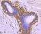 Cell Division Cycle 37 antibody, A02169-1, Boster Biological Technology, Immunohistochemistry paraffin image 
