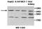 Zinc Finger Protein 101 antibody, MBS416116, MyBioSource, Western Blot image 