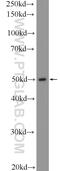 Solute Carrier Family 7 Member 5 antibody, 13752-1-AP, Proteintech Group, Western Blot image 