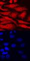 Aryl Hydrocarbon Receptor antibody, AF6185, R&D Systems, Immunofluorescence image 