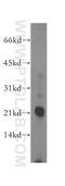 Cholecystokinin antibody, 13074-2-AP, Proteintech Group, Western Blot image 