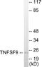 TNF Superfamily Member 9 antibody, EKC1721, Boster Biological Technology, Western Blot image 