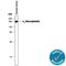 Alpha-2-Macroglobulin antibody, AF1938, R&D Systems, Western Blot image 