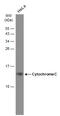 Cytochrome C, Somatic antibody, GTX634187, GeneTex, Western Blot image 