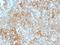 Basigin (Ok Blood Group) antibody, 691615, Progen Biotechnik GmbH, Flow Cytometry image 