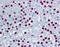 Splicing Factor 1 antibody, 51-526, ProSci, Immunohistochemistry frozen image 