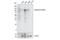 Androgen Receptor antibody, 70317S, Cell Signaling Technology, Western Blot image 