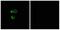 Olfactory Receptor Family 56 Subfamily B Member 4 antibody, A30892, Boster Biological Technology, Immunofluorescence image 