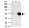 Fli-1 Proto-Oncogene, ETS Transcription Factor antibody, NBP2-16500, Novus Biologicals, Immunoprecipitation image 