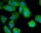 Keratin 4 antibody, NBP2-67706, Novus Biologicals, Immunofluorescence image 