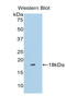 LRR Binding FLII Interacting Protein 1 antibody, LS-C302558, Lifespan Biosciences, Western Blot image 