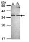 Nitric Oxide Synthase Interacting Protein antibody, orb73623, Biorbyt, Western Blot image 