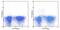 Interleukin 3 Receptor Subunit Alpha antibody, 12-1231-81, Invitrogen Antibodies, Flow Cytometry image 