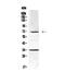 Alpha Fetoprotein antibody, PA5-78734, Invitrogen Antibodies, Western Blot image 