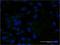 Apolipoprotein C-III antibody, LS-C196673, Lifespan Biosciences, Immunofluorescence image 