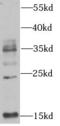Ubiquitin B antibody, FNab09197, FineTest, Western Blot image 