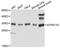 ATPase H+ Transporting V1 Subunit D antibody, A12940, ABclonal Technology, Western Blot image 