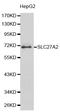 Solute Carrier Family 27 Member 2 antibody, STJ25573, St John