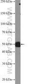 Apoptosis And Caspase Activation Inhibitor antibody, 25846-1-AP, Proteintech Group, Western Blot image 