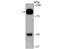 GRB2 Associated Binding Protein 1 antibody, A01989-3, Boster Biological Technology, Western Blot image 