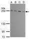 Mechanistic Target Of Rapamycin Kinase antibody, GTX630199, GeneTex, Western Blot image 