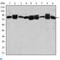 Heat Shock Protein 90 Alpha Family Class B Member 1 antibody, LS-C814021, Lifespan Biosciences, Western Blot image 