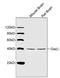 G Protein Subunit Alpha I1 antibody, LS-B13696, Lifespan Biosciences, Western Blot image 