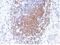 Paired Box 8 antibody, 33-766, ProSci, Immunohistochemistry paraffin image 