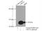 Ubiquitin-conjugating enzyme E2 S antibody, 14115-1-AP, Proteintech Group, Immunoprecipitation image 