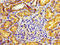 Tubulin Delta 1 antibody, LS-C673807, Lifespan Biosciences, Immunohistochemistry paraffin image 