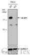 Eukaryotic Translation Initiation Factor 4E Binding Protein 1 antibody, GTX116315, GeneTex, Western Blot image 