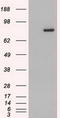 Signal Transducer And Activator Of Transcription 4 antibody, LS-C114302, Lifespan Biosciences, Western Blot image 