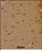 SRY-Box 4 antibody, PA5-72163, Invitrogen Antibodies, Immunohistochemistry frozen image 