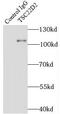 TSC22 Domain Family Member 2 antibody, FNab09036, FineTest, Immunoprecipitation image 