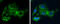 Glycine Decarboxylase antibody, GTX110267, GeneTex, Immunofluorescence image 