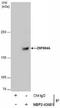 Zinc finger protein 804A antibody, NBP2-43681, Novus Biologicals, Immunoprecipitation image 