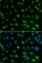 Golgi Associated, Gamma Adaptin Ear Containing, ARF Binding Protein 2 antibody, LS-C331330, Lifespan Biosciences, Immunofluorescence image 