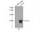 SELS antibody, 15591-1-AP, Proteintech Group, Immunoprecipitation image 